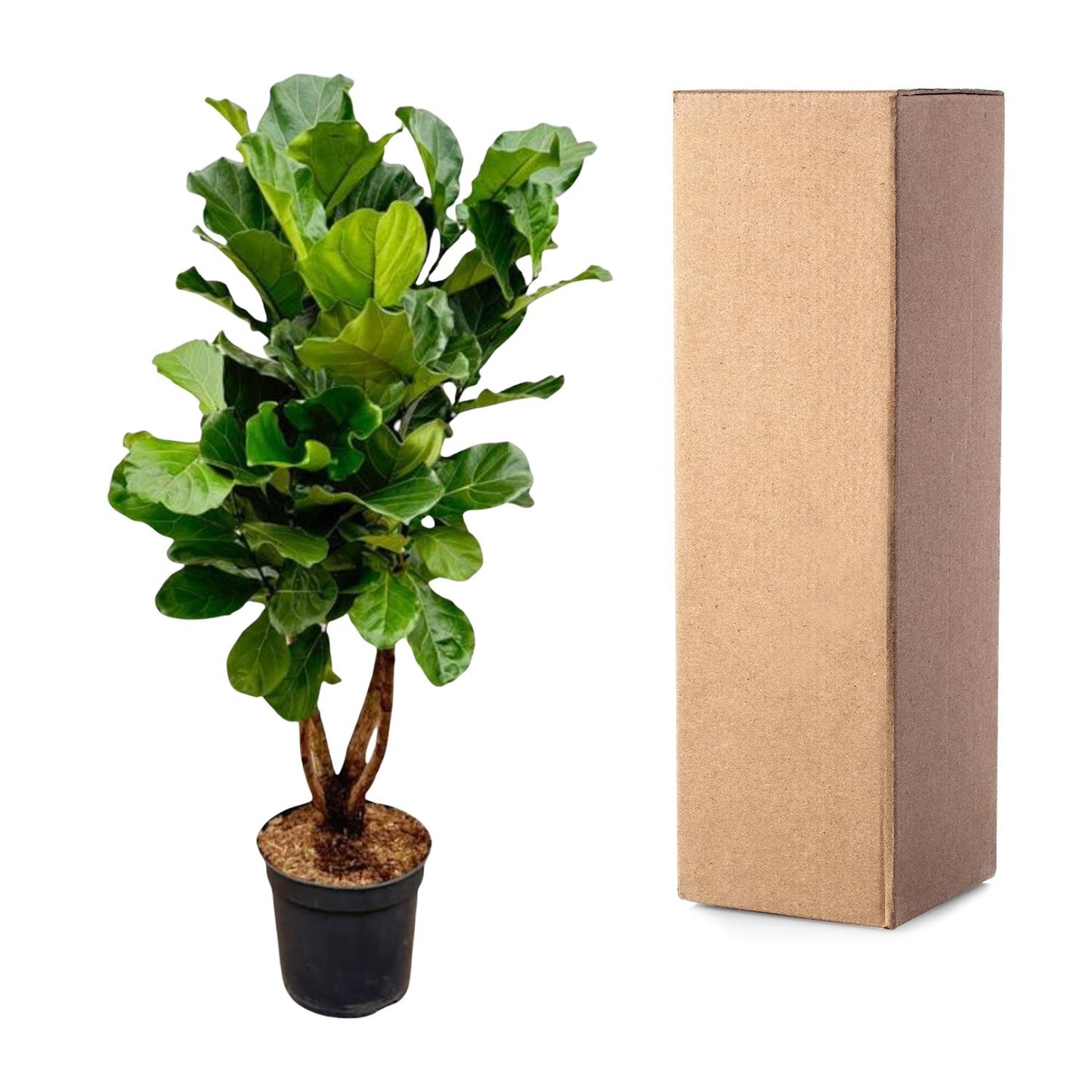 Ficus Lyrata vertakt XL – Geigenfeige 190 cm