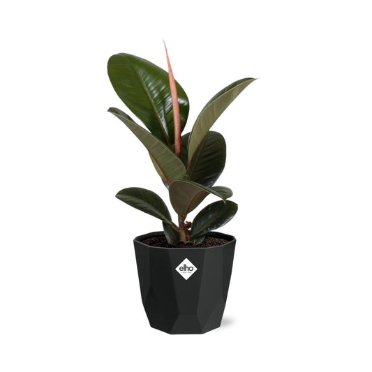 Ficus Elastica ‘Robusta’ – Pflegeleichte Zimmerpflanze 14cm
