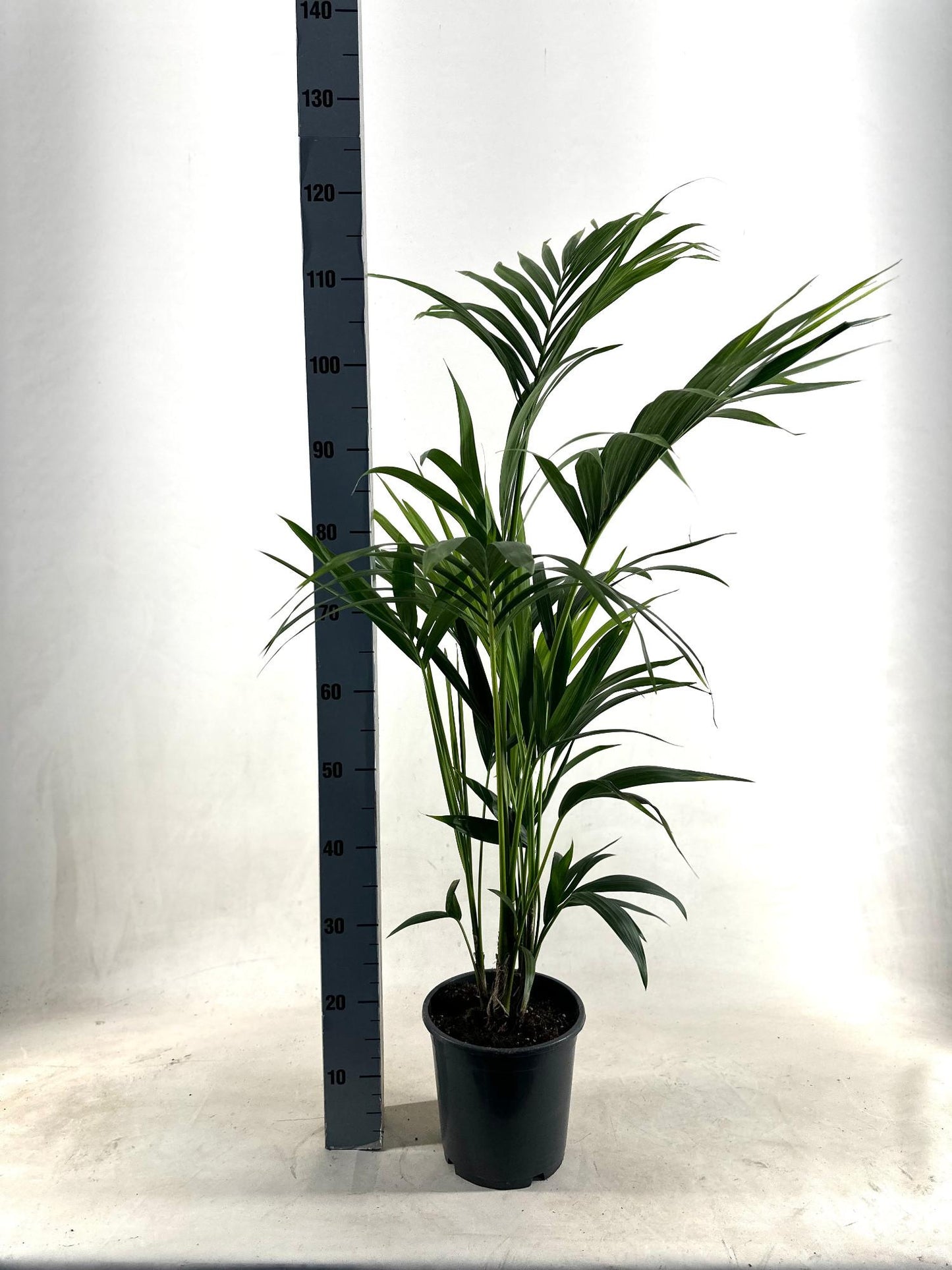 Kentia Palme Ø21cm, 110cm hoch – pflegeleicht & luftreinigend