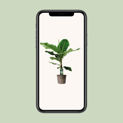 Zwerg-Banane 'Cavendish' – Exotische, pflegeleichte Zimmerpflanze Ø27cm, 130cm hoch