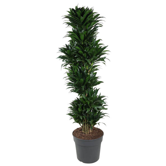 Dracaena Compacta – 170 cm – pflegeleichte Zimmerpflanze