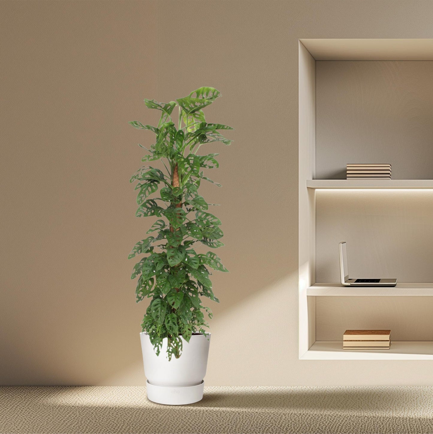 Monstera Monkey Leaf mosstok – XXL Zimmerpflanze 170 cm