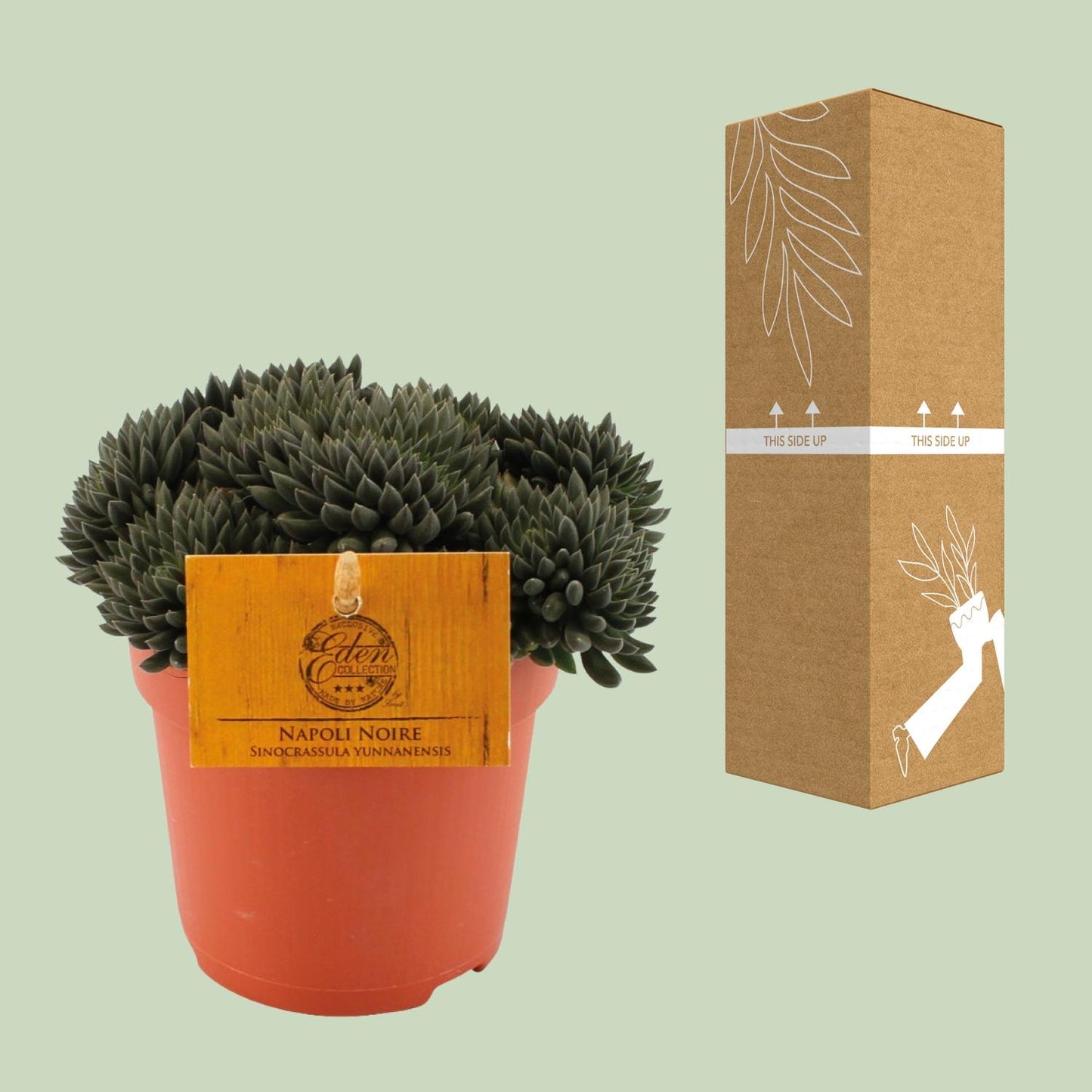 Sinocrassula Yunnanensis – Pflegeleichte Sukkulente Ø10,5 cm