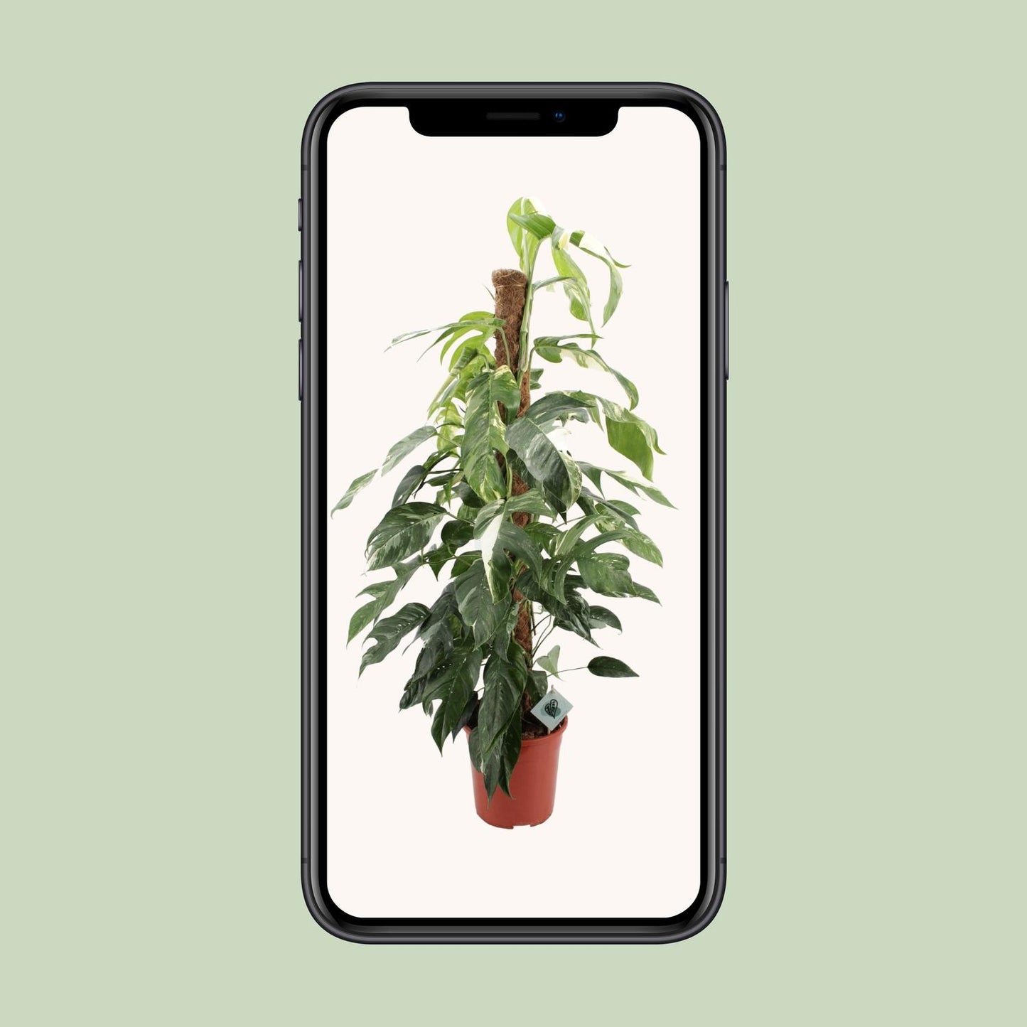 Efeutute 'Albo Variegata' – 125 cm pflegeleicht & dekorativ