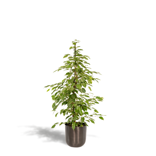 Ficus benjamina Goldenking – Pflegeleichte Zimmerpflanze Ø21cm