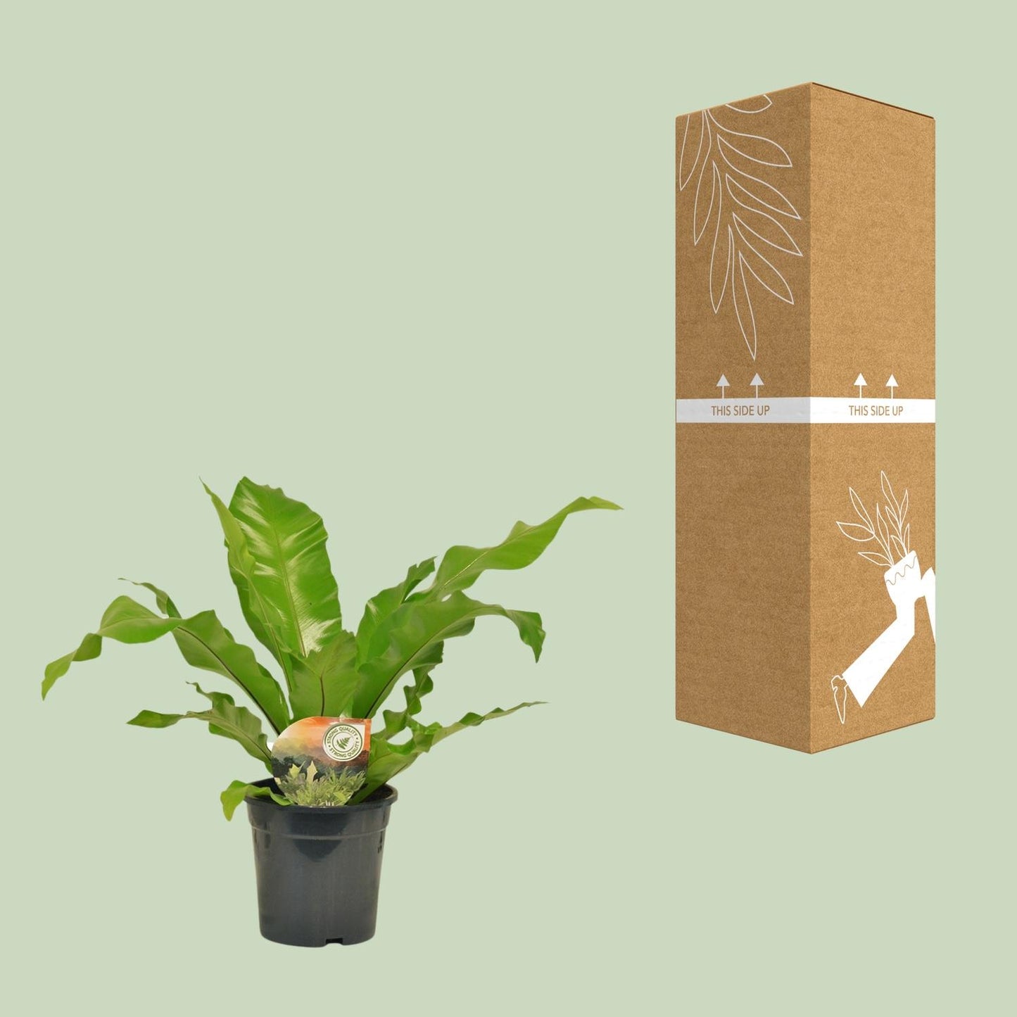 Asplenium Nidus – Pflegeleichter Nestfarn Ø17cm, 60cm hoch