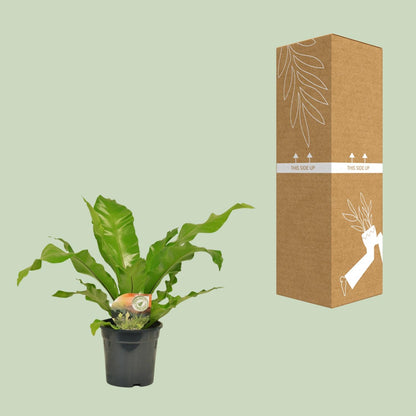 Asplenium Nidus – Pflegeleichter Nestfarn Ø17cm, 60cm hoch
