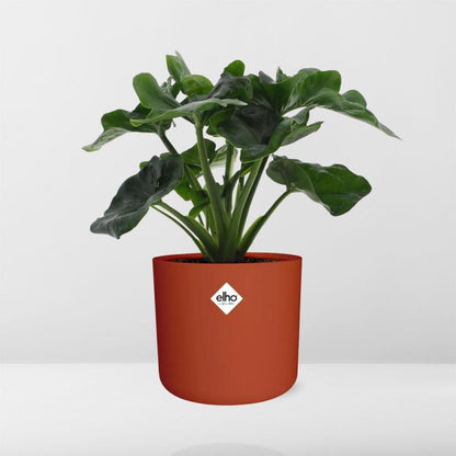 Philodendron Atom – Pflegeleichte tropische Zimmerpflanze 14cm