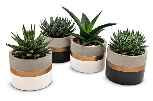 Aloe-Haworthia 4er-Set im Gold Band Keramiktopf Ø10,5cm