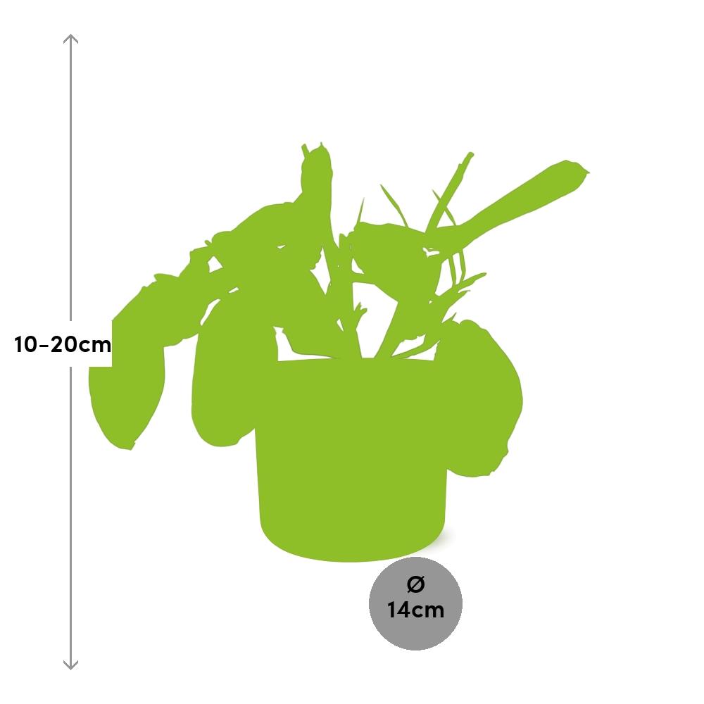 Maranta Leuconeura ‘Fascinator’ Tricolor – Pflegeleichte Gebetspflanze 14cm