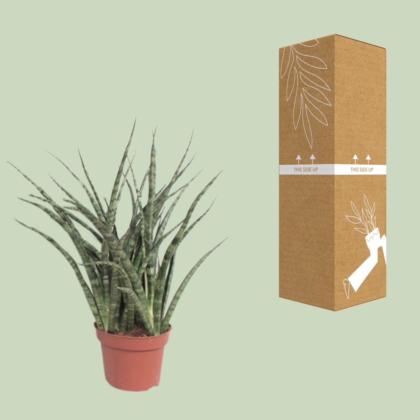 Bogenhanf Fernwood Punk – Pflegeleichter Luftreiniger Ø12cm