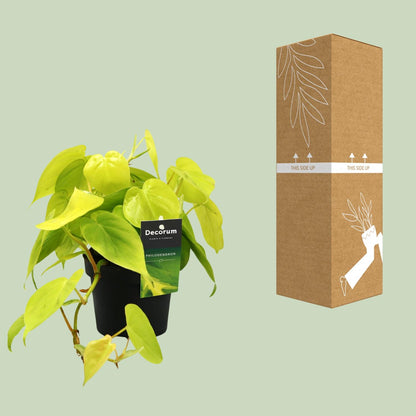 Philodendron Lime – Pflegeleichte Zimmerpflanze Ø12cm