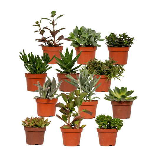 Sukkulenten Mix Echeveria Ø10,5 cm – Pflegeleicht & Elegant