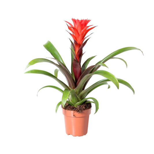 Guzmania Rockyflower Hope – Pflegeleichte Tropische Zimmerpflanze Ø12cm