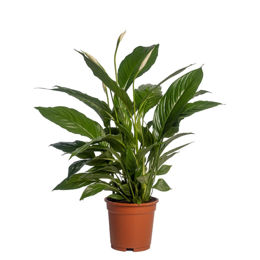 Einblatt 'Vivaldi Spa' – 70 cm pflegeleichte Zimmerpflanze