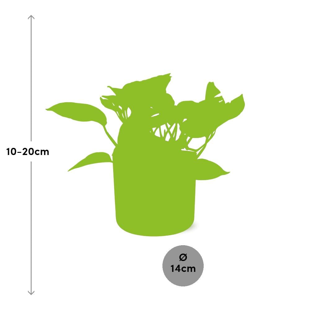 Scindapsus Marble Queen in ELHO b.for soft rond 14cm brique