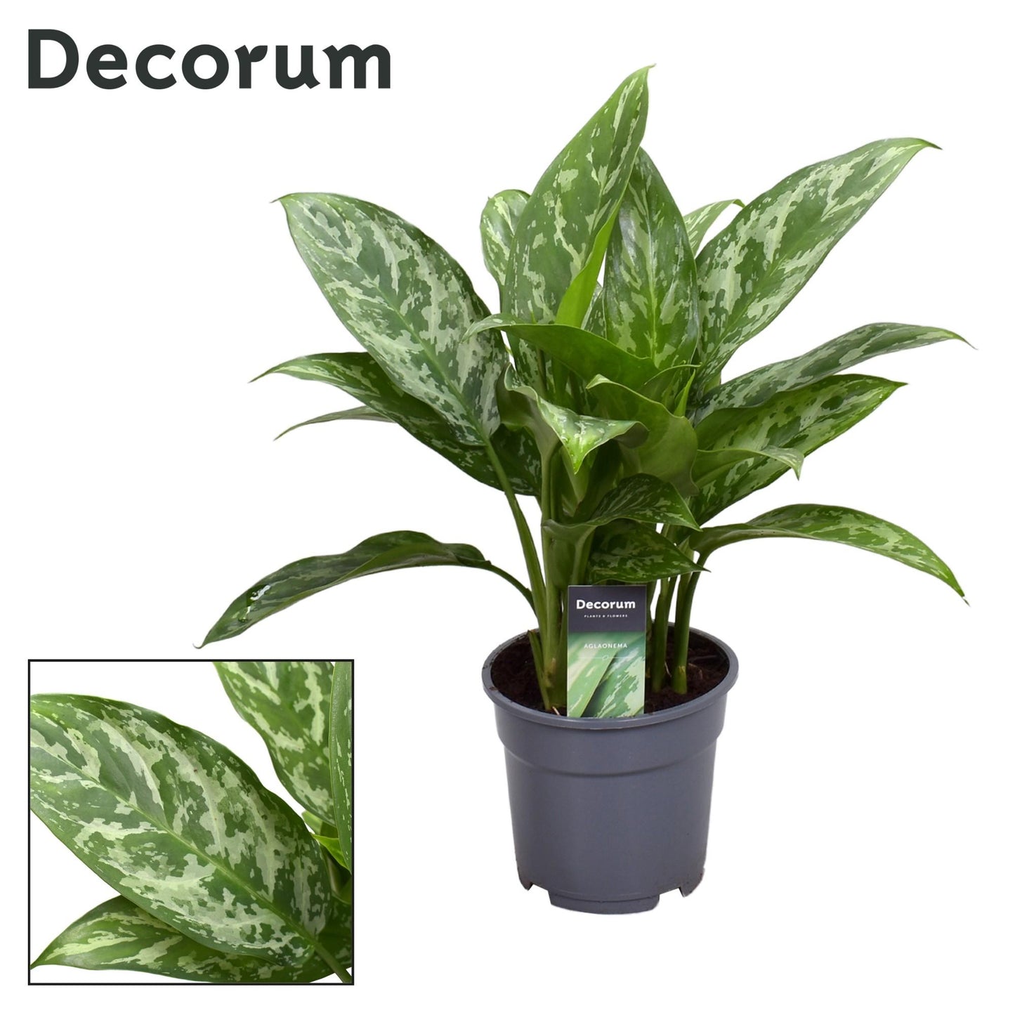 Aglaonema Green Lady – Pflegeleichte Zimmerpflanze Ø17cm