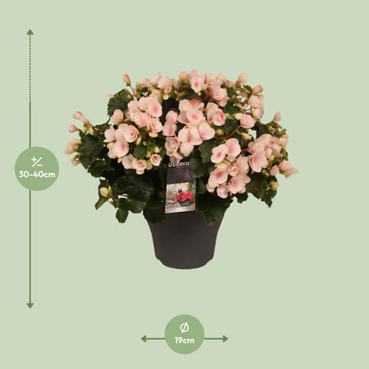 Begonie Betulia 'Light Rose' – Pflegeleichte Zimmerpflanze mit zarten Blüten