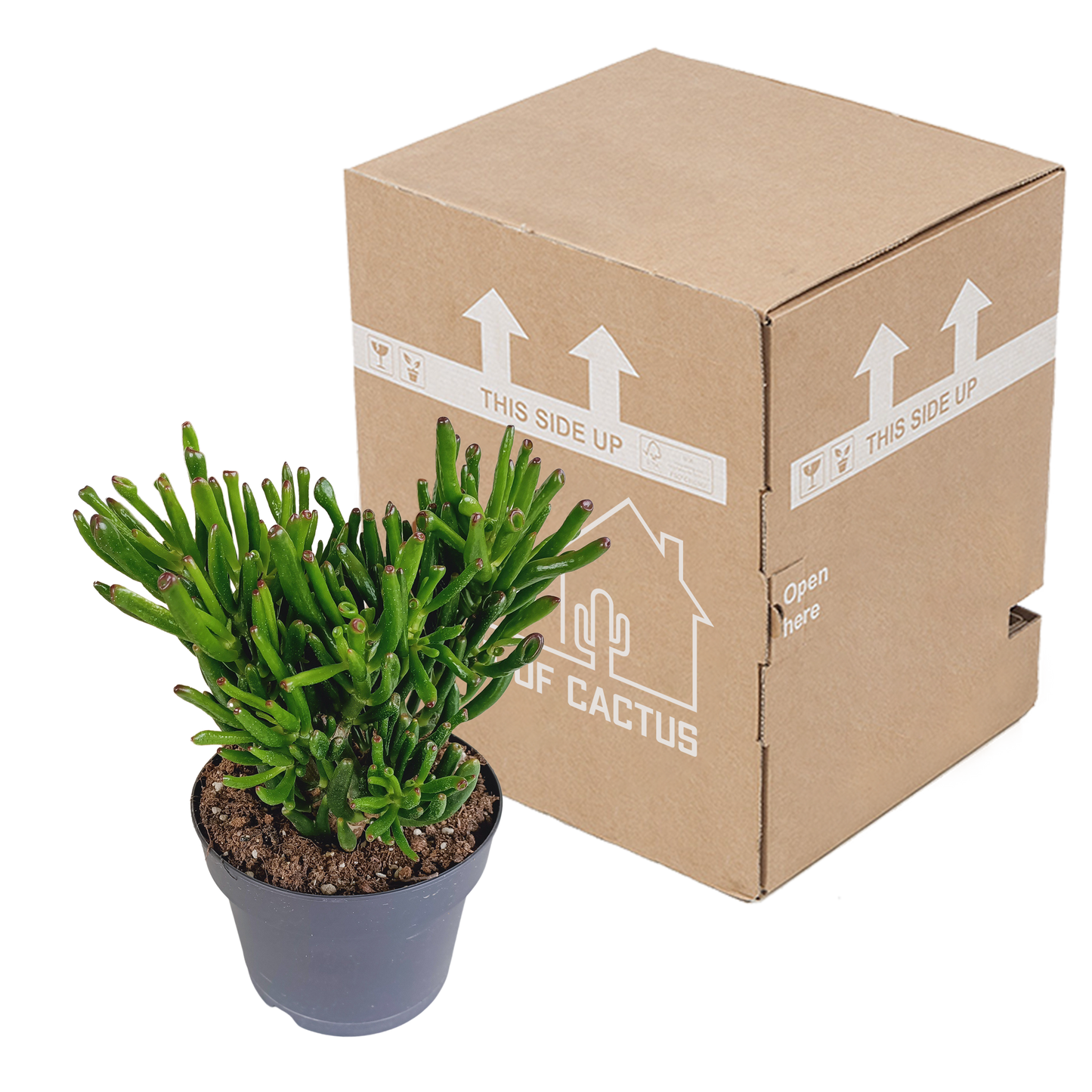 Crassula Gollum – Pflegeleichte Sukkulente 17 cm