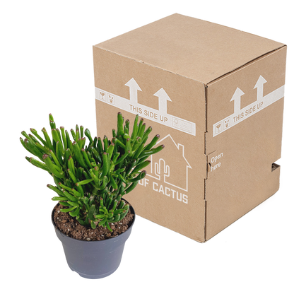 Crassula Gollum – Pflegeleichte Sukkulente 17 cm