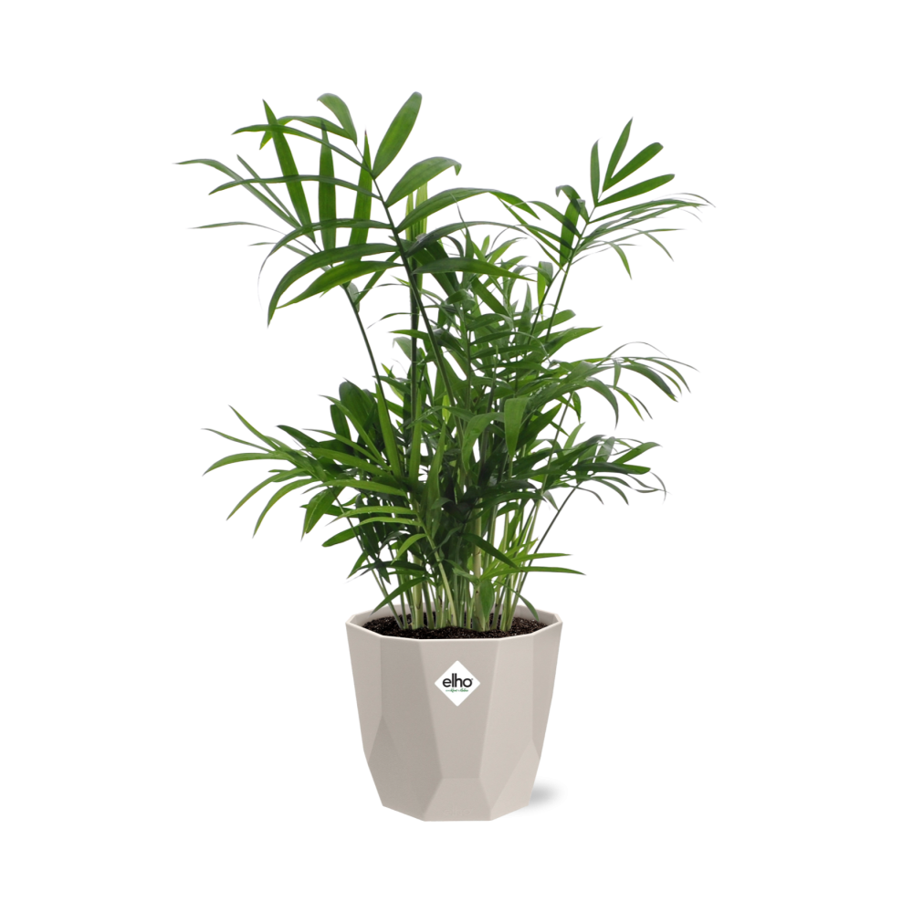 Chamaedorea Zwergbergpalme in ELHO b.for rock 14 cm warm grey