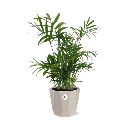 Chamaedorea Zwergbergpalme in ELHO b.for rock 14 cm warm grey
