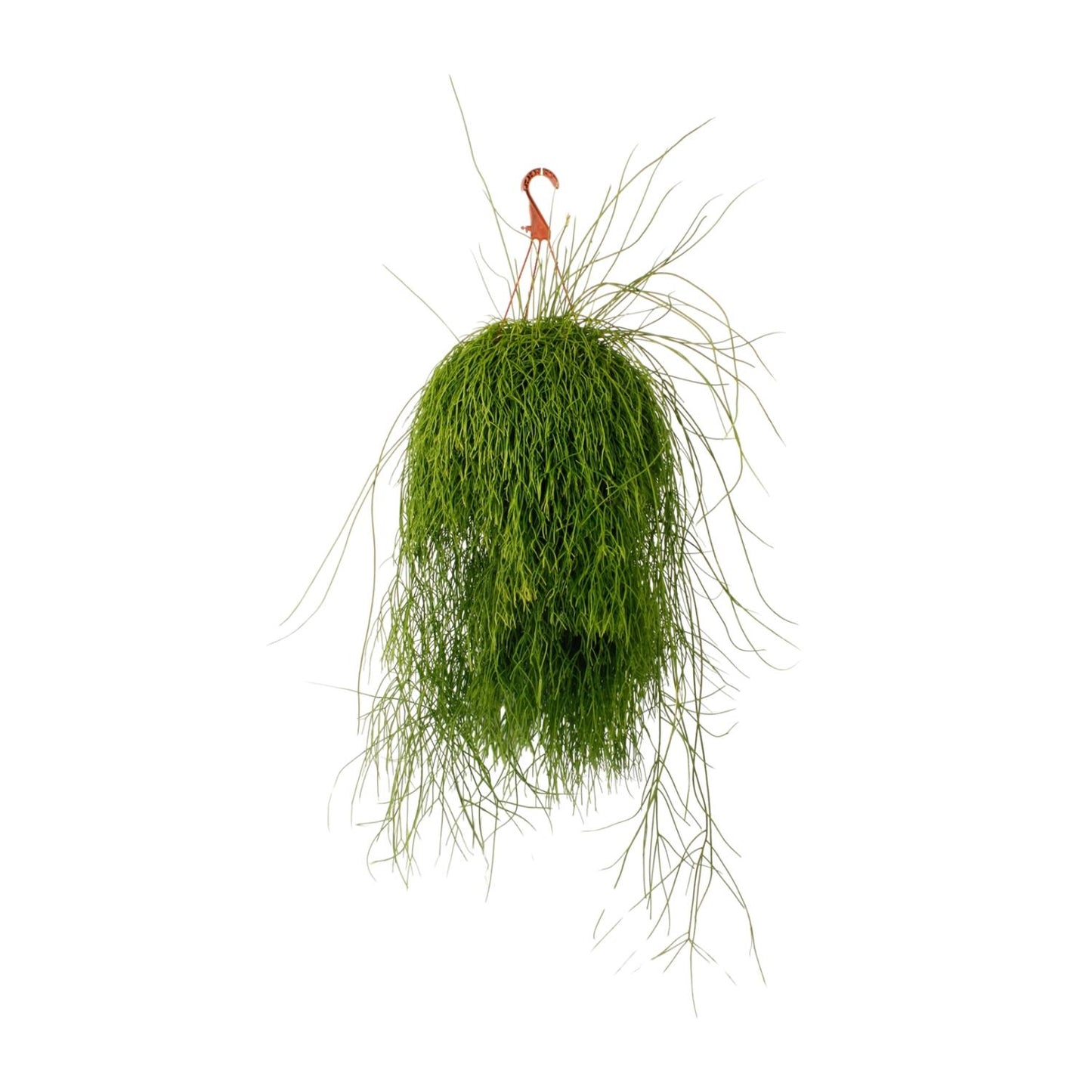 Rhipsalis Cassutha – Pflegeleichte luftreinigende Zimmerpflanze
