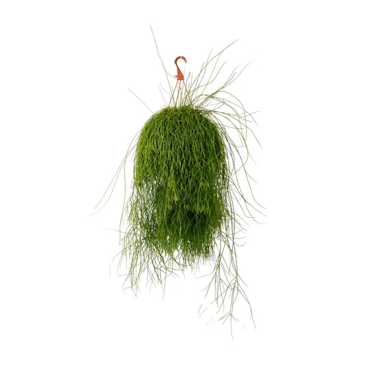 Rhipsalis Cassutha – Pflegeleichte luftreinigende Zimmerpflanze