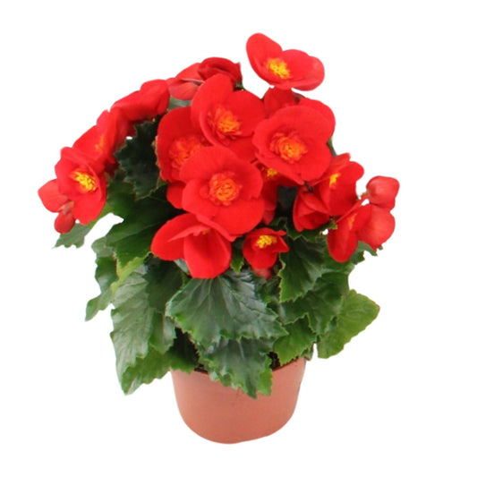 Begonie Sweeties Red Ø12cm – Pflegeleicht & Farbenfroh