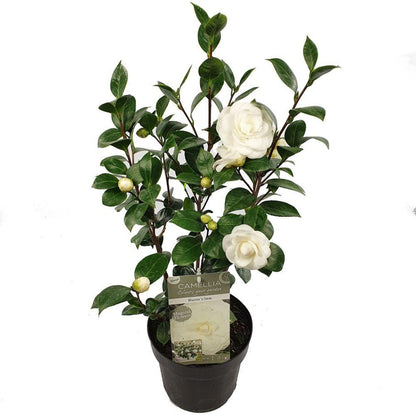 Kamelie 'Nuccio's Gem' – Eleganter Zierstrauch Ø19cm, 65cm