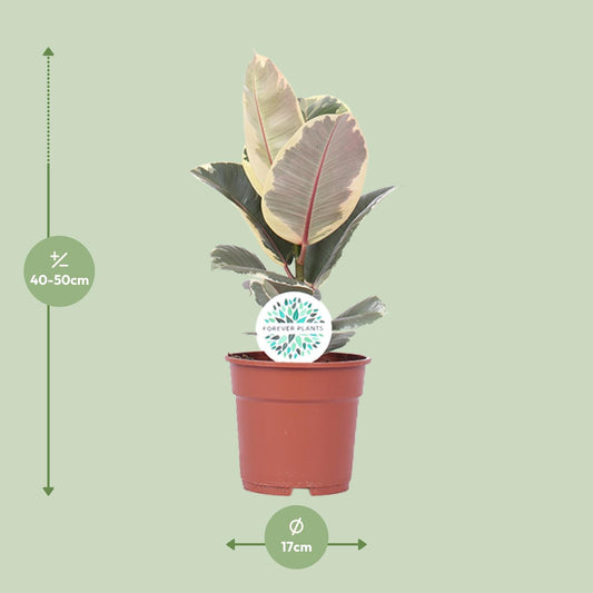 Ficus Elastica Tineke – Pflegeleichte Zimmerpflanze Ø17cm