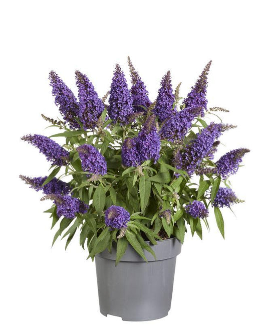 Schmetterlingsflieder 'Little Purple' – Zwergform Ø17cm