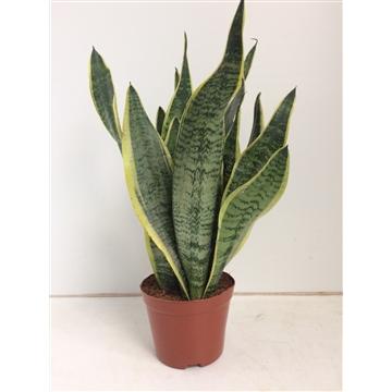 Sansevieria Futura Superba – Pflegeleichte Zimmerpflanze Ø14cm
