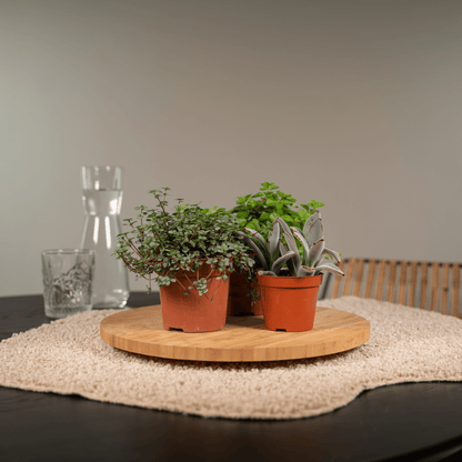 Everspring Sukkulenten Mix – 18 pflegeleichte Pflanzen