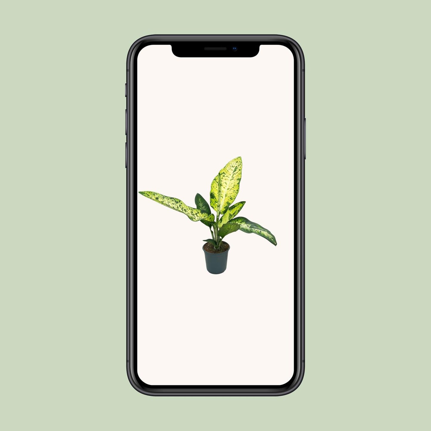 Dieffenbachia Mars – Exotische, pflegeleichte Zimmerpflanze Ø24cm