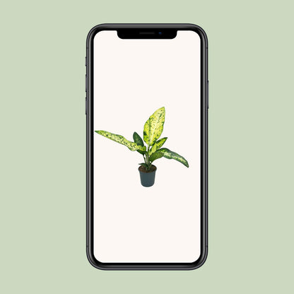 Dieffenbachia Mars – Exotische, pflegeleichte Zimmerpflanze Ø24cm