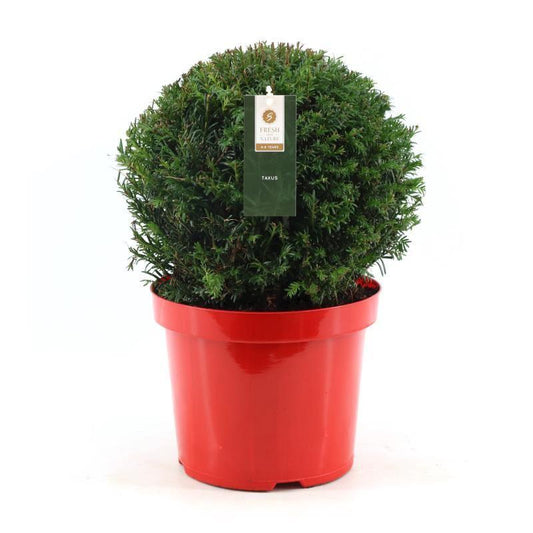 Taxus Collection Ball Ø32cm – Roter Topf Ø26cm