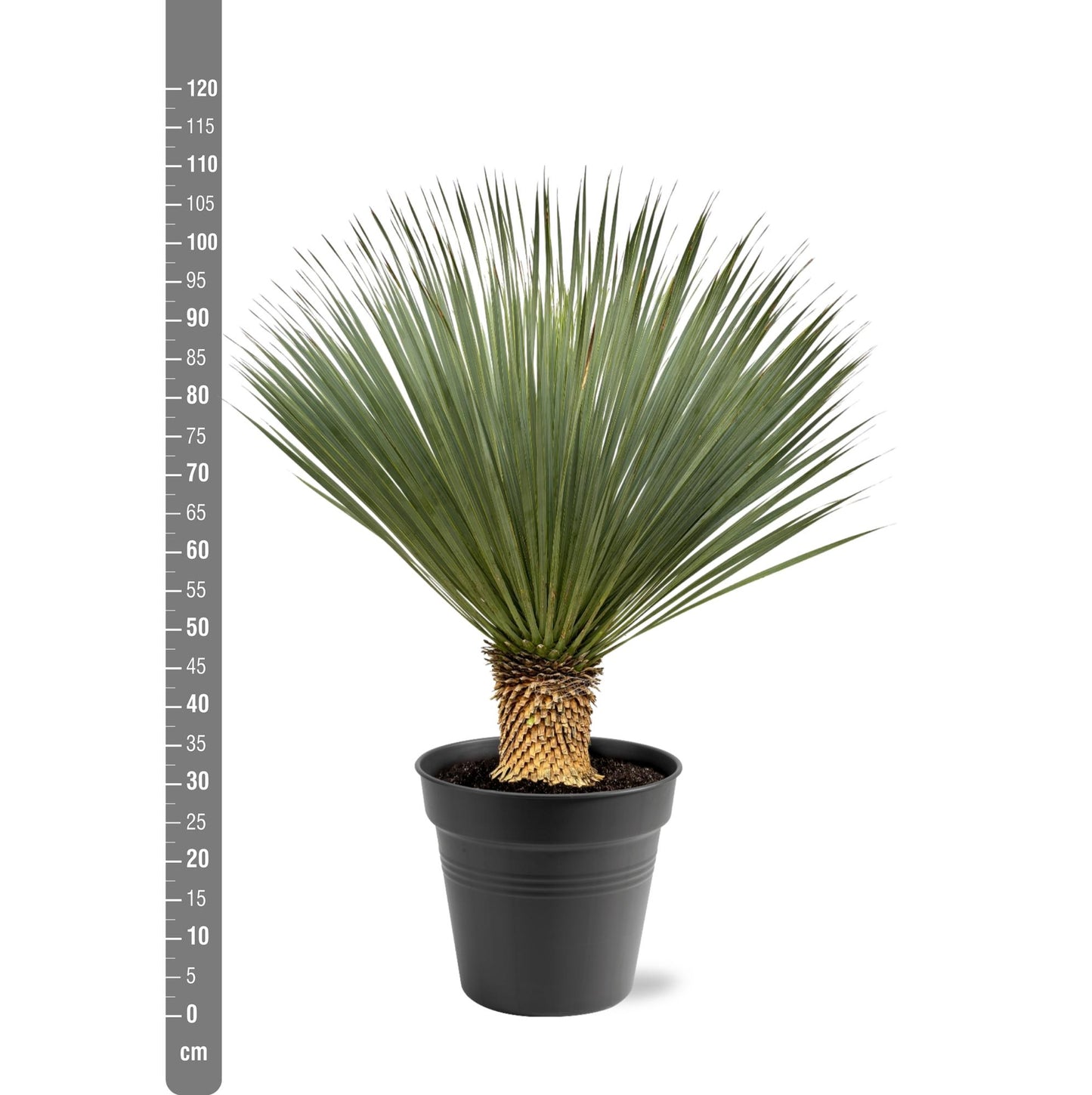 Yucca Rostrata – Robuste, pflegeleichte Zimmerpflanze 100-120 cm