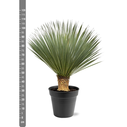 Yucca Rostrata – Robuste, pflegeleichte Zimmerpflanze 100-120 cm