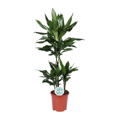 Dracaena Janet Lind – pflegeleichter Drachenbaum Ø21cm, 90cm hoch