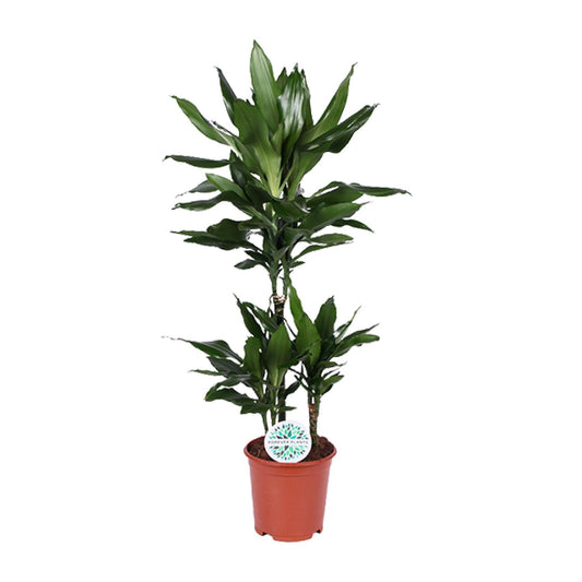 Dracaena Janet Lind – pflegeleichter Drachenbaum Ø21cm, 90cm hoch