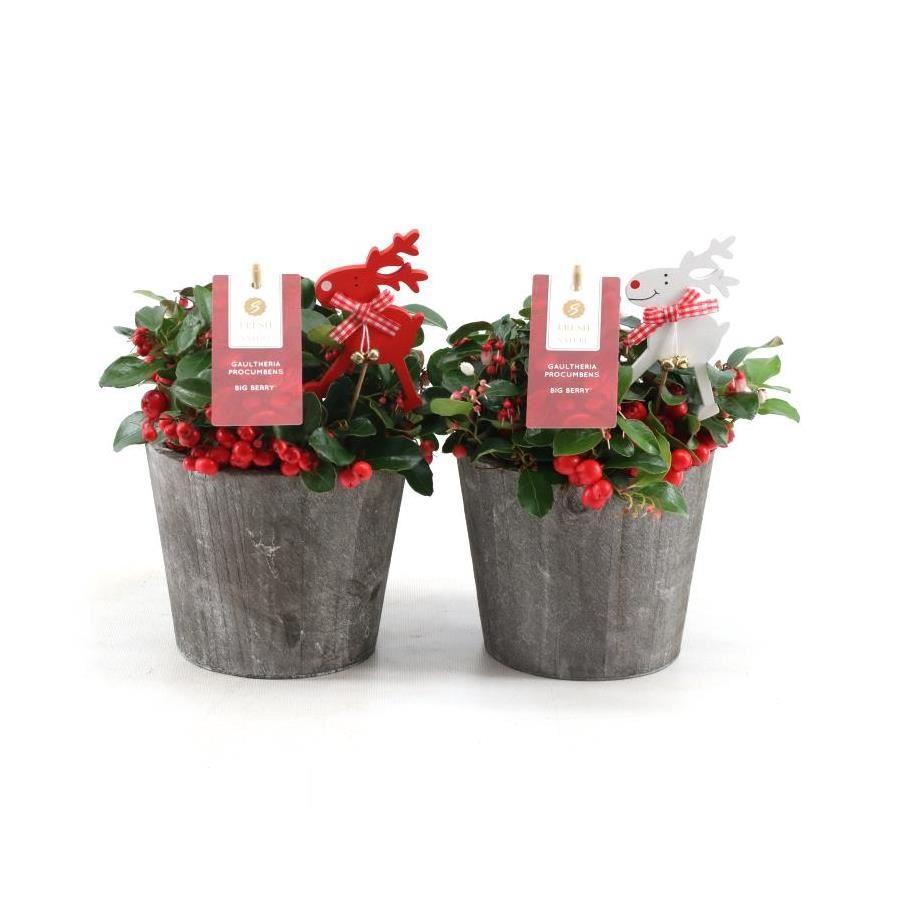 Gaultheria 'Big Berry' im Holzkorb mit Rentier-Deko – 2er Set Ø14 cm
