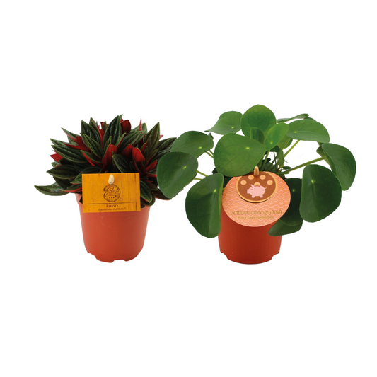 Glückstaler & Peperomia Rosso Duo – Pflegeleichte Zimmerpflanzen Ø10,5cm