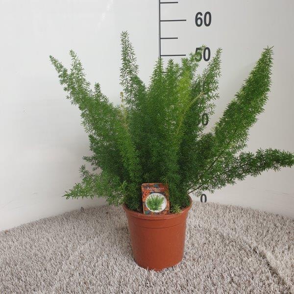 Zierspargel 'Meyers' – pflegeleichte Zimmerpflanze Ø17cm