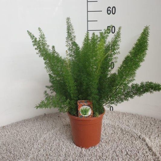 Zierspargel 'Meyers' – pflegeleichte Zimmerpflanze Ø17cm