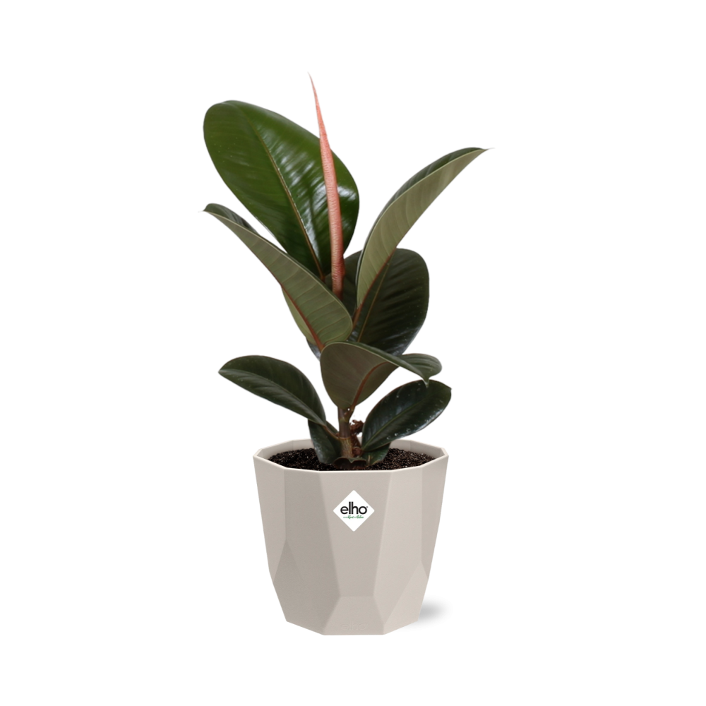 Ficus Elastica ‚Robusta‘ – Pflegeleichte Zimmerpflanze 14 cm