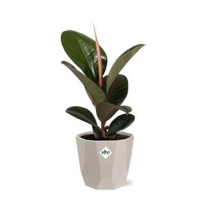 Ficus Elastica ‚Robusta‘ – Pflegeleichte Zimmerpflanze 14 cm