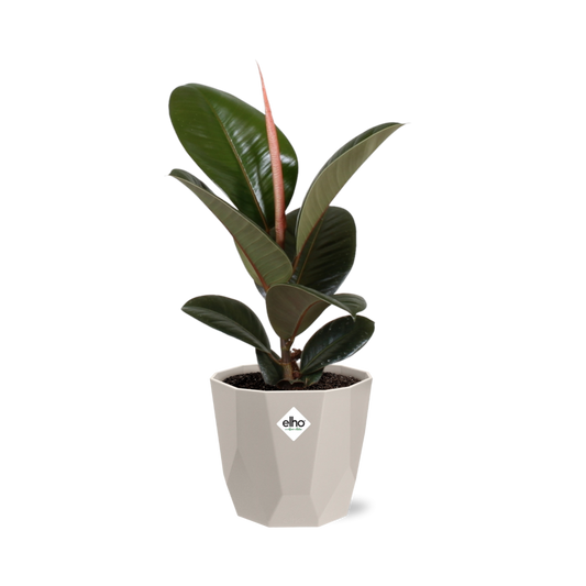 Ficus Elastica ‚Robusta‘ – Pflegeleichte Zimmerpflanze 14 cm