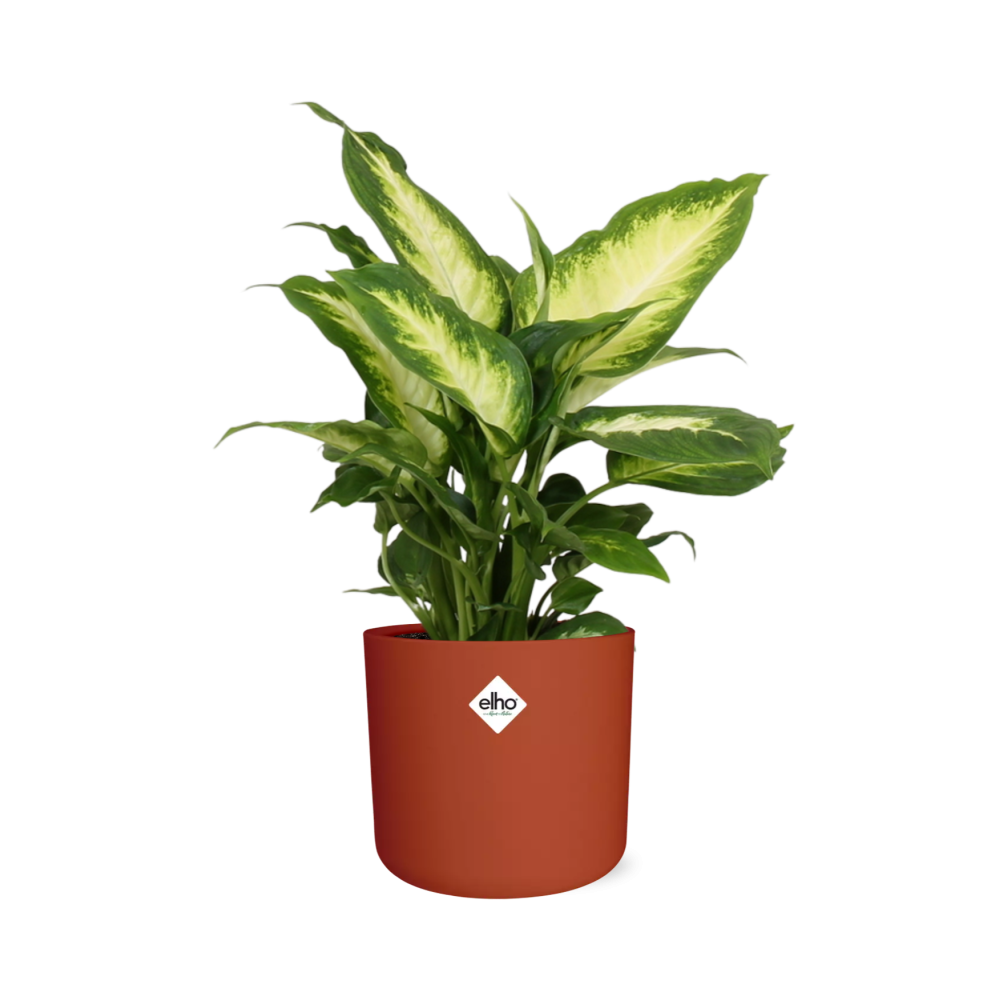 Dieffenbachia ‘Camilla’ in ELHO b.for soft rond 14cm brique