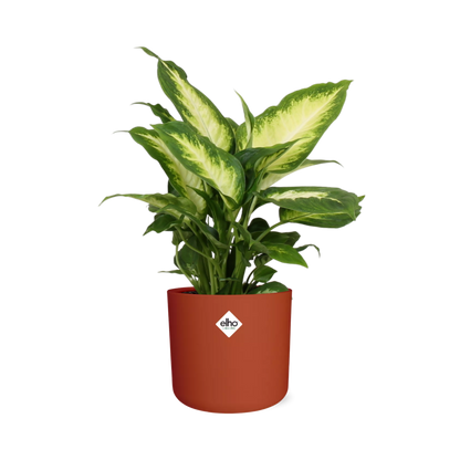 Dieffenbachia ‘Camilla’ in ELHO b.for soft rond 14cm brique